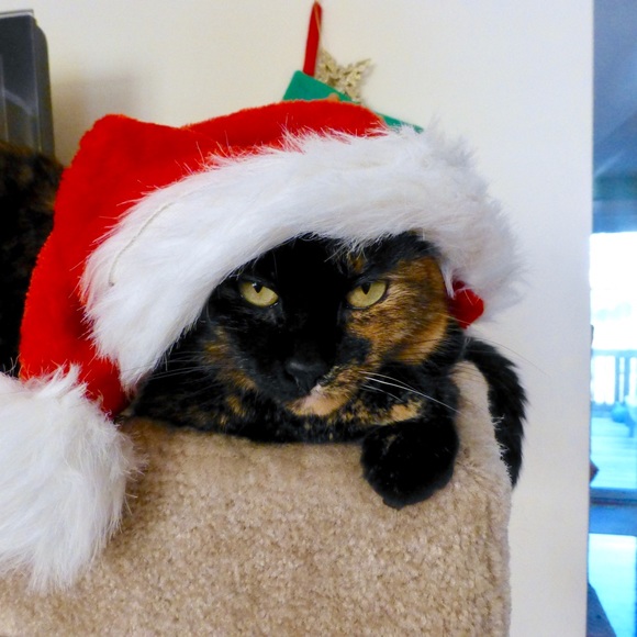 Hello! Meow! 🐾 - Picture 12 of 14